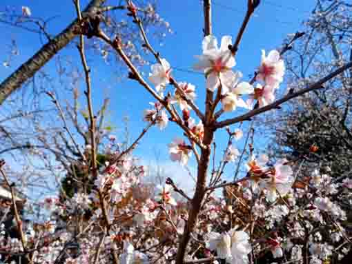 令和３年秋古川親水公園に咲く十月桜２