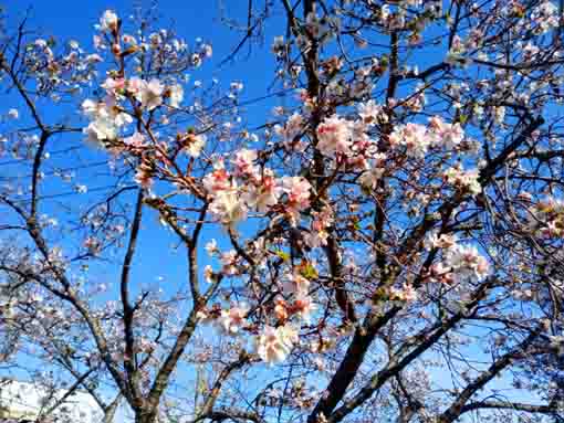 令和３年秋古川親水公園に咲く十月桜３