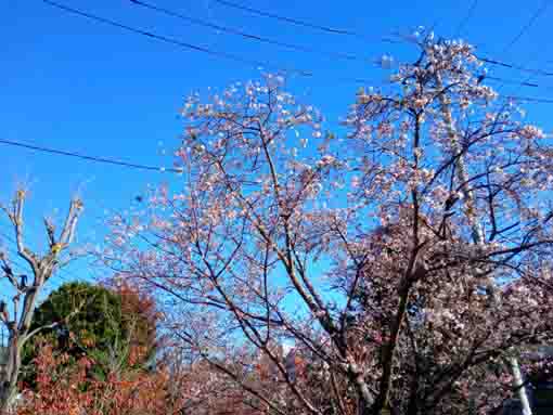 令和３年秋古川親水公園に咲く十月桜４
