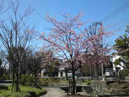 fully blooming Shuzeenji Higan in Furukawa