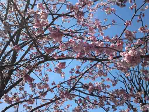 pink Shuzenji Higan under the blue sky