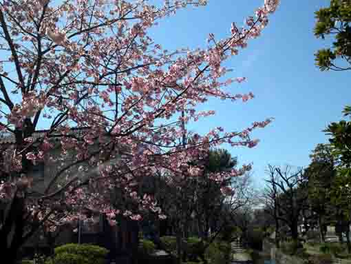 Shuzenji Higan Sakura along Furukawa