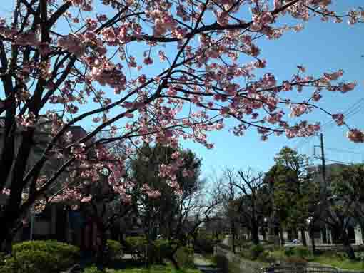 pink flowers of Shuzenji Higan in Furkawa