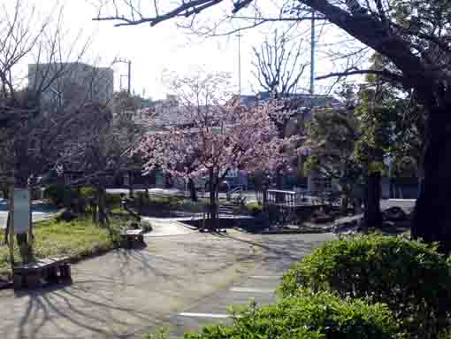 古川親水公園に立つ修善寺彼岸桜