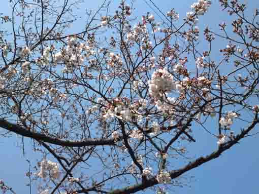 令和2年古川親水公園の桜の開花