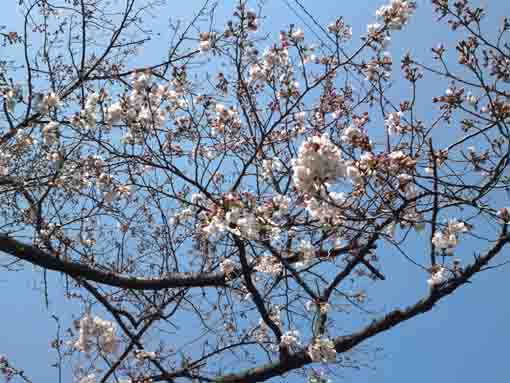 Somei Yoshino along Furukawa Water Park