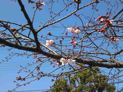 Shuzenji Higan Sakura in Furukawa 1