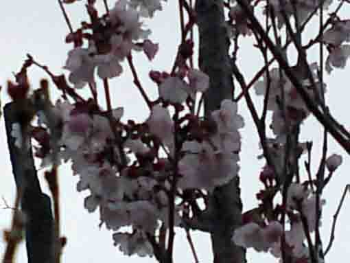 Kohigan Sakura blossoms in Furukawa