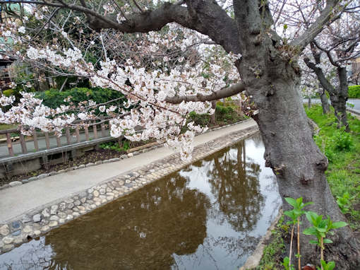 令和６年古川親水公園三分咲きソメイヨシノ