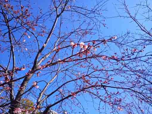 咲き始めた古川親水公園の修善寺彼岸桜