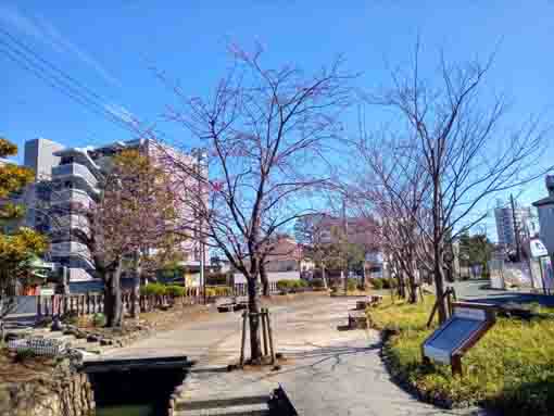 古川親水公園の修善寺彼岸桜