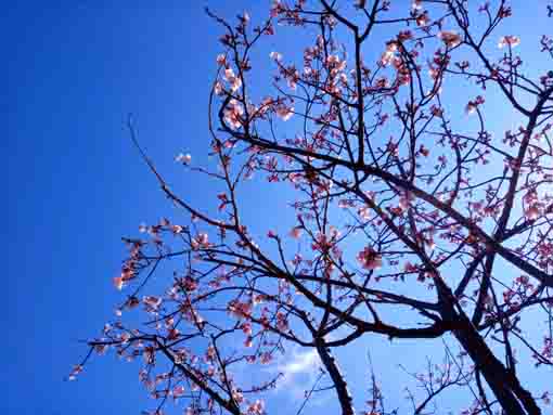 一分咲きの古川親水公園の修善寺彼岸桜