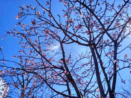 野鳥と古川親水公園の修善寺彼岸桜