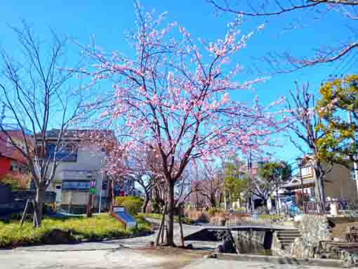 古川親水公園に単独で立つ修善寺寒桜