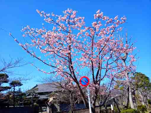 古川親水公園の道端の修善寺寒桜