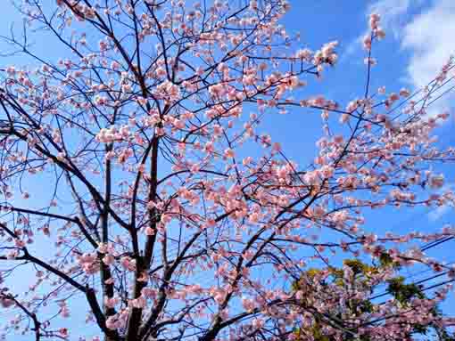 ほぼ満開の古川親水公園修善寺寒桜