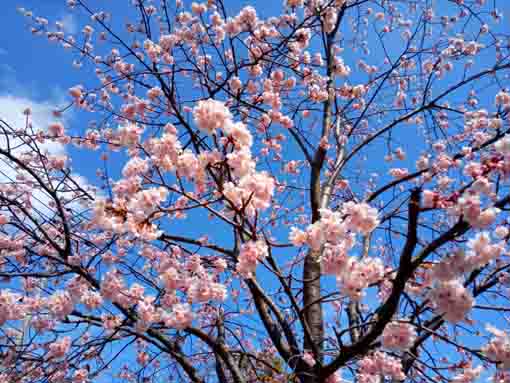 たくさんの花をつけた古川親水公園の修善寺寒桜