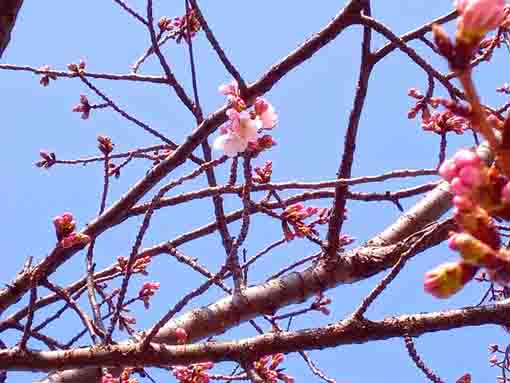 2022 Shuzenji Higansakura in Furukawa 2