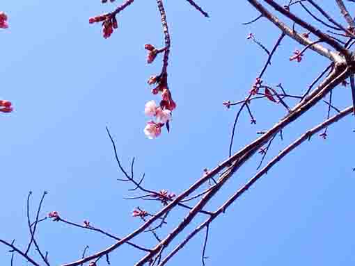 2022 Shuzenji Higansakura in Furukawa 3