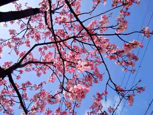 令和４年古川に咲く満開の修善寺寒桜３