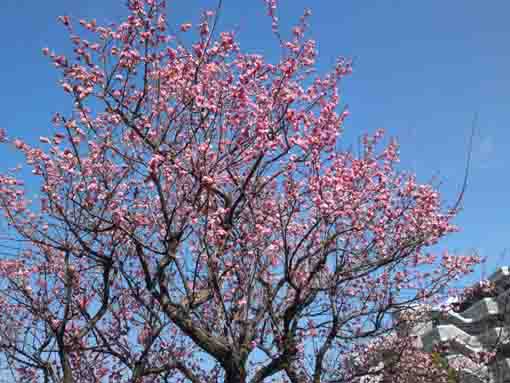 古川親水公園に咲くピンクの梅の花