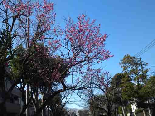 古川親水公園に咲く紅梅（R2年）