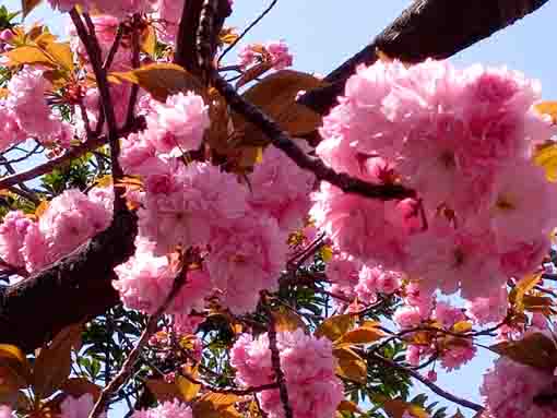 古川親水公園濃い桃色八重桜