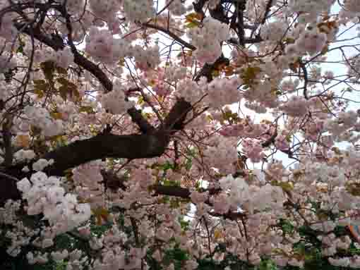 古川親水公園に咲く牡丹桜