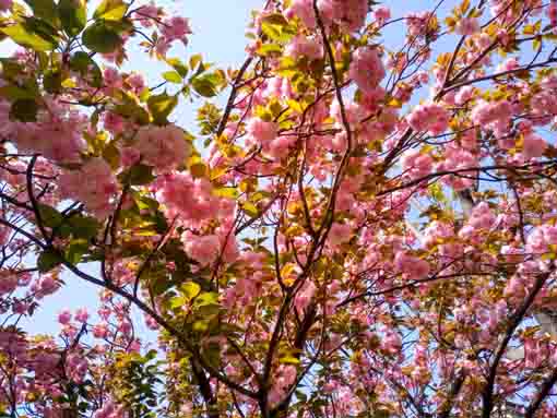 古川親水公園を彩る牡丹桜