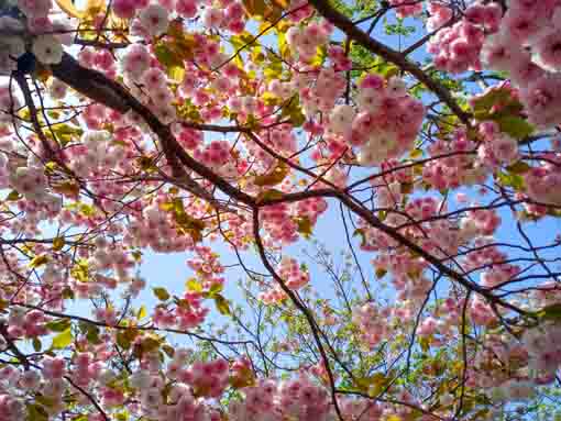 古川親水公園を彩る満開の牡丹桜