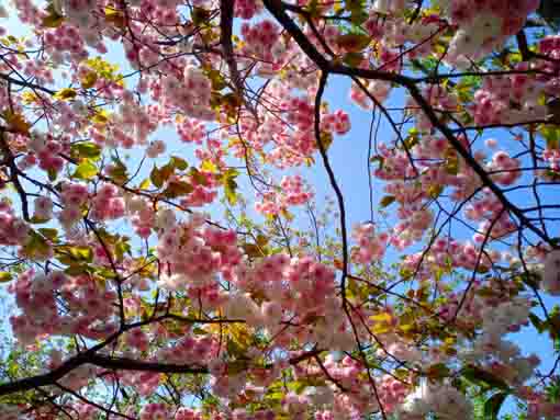 古川親水公園を彩る満開の八重桜