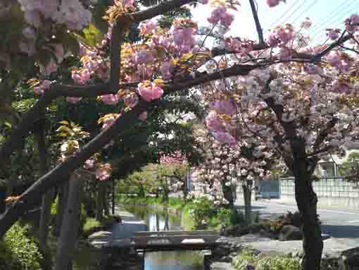 古川親水公園の八重桜と牡丹桜