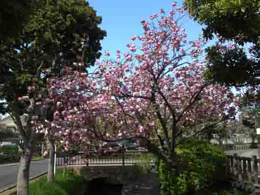 古川親水公園の八重桜