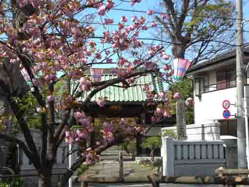 二之江妙勝寺門前に咲く八重桜