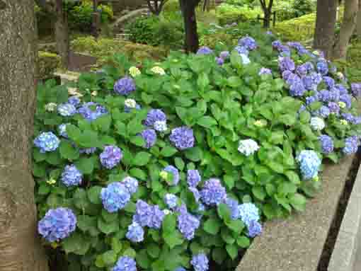 blue hydrangeas in Furukawa Water Park