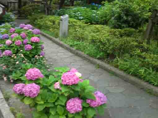 red hydrangeas in Furukawa Water Park