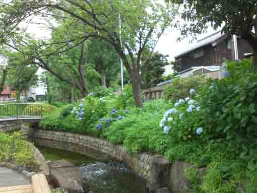 hydrangeas along the river