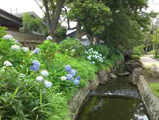 many hydrangeas on the bank