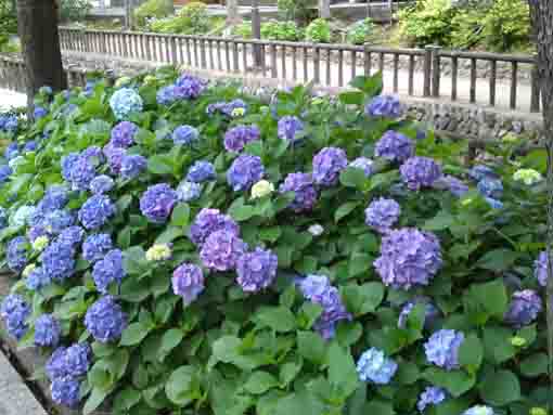 early summer in Furukawa Shinsui Park