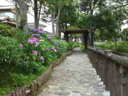 red hydrangeas along the park