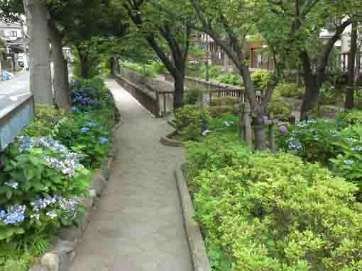 hydrangeas along the path