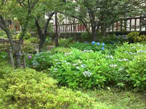 hydrangeas in the bush