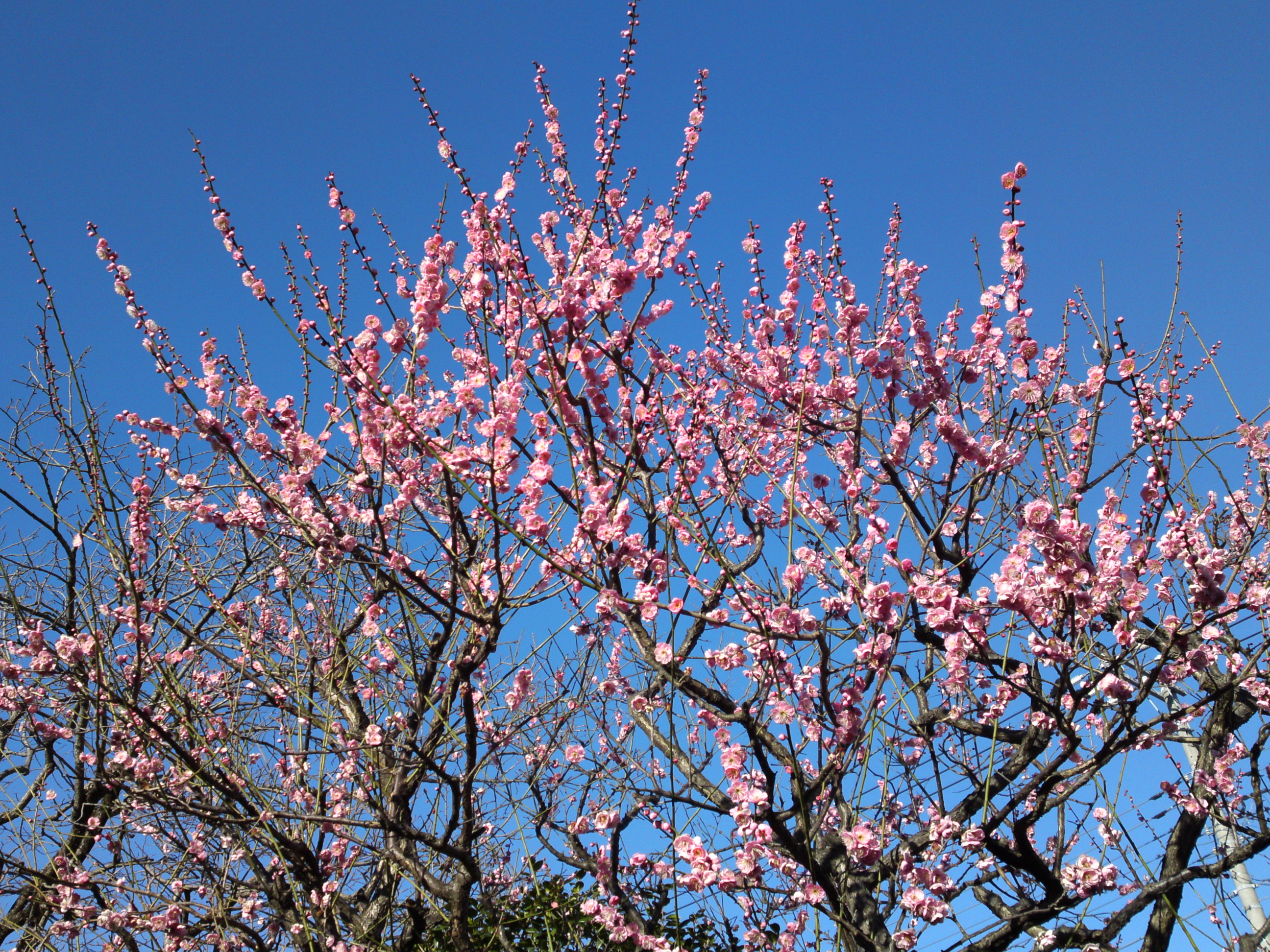 2017年春古川親水公園に咲く梅の花