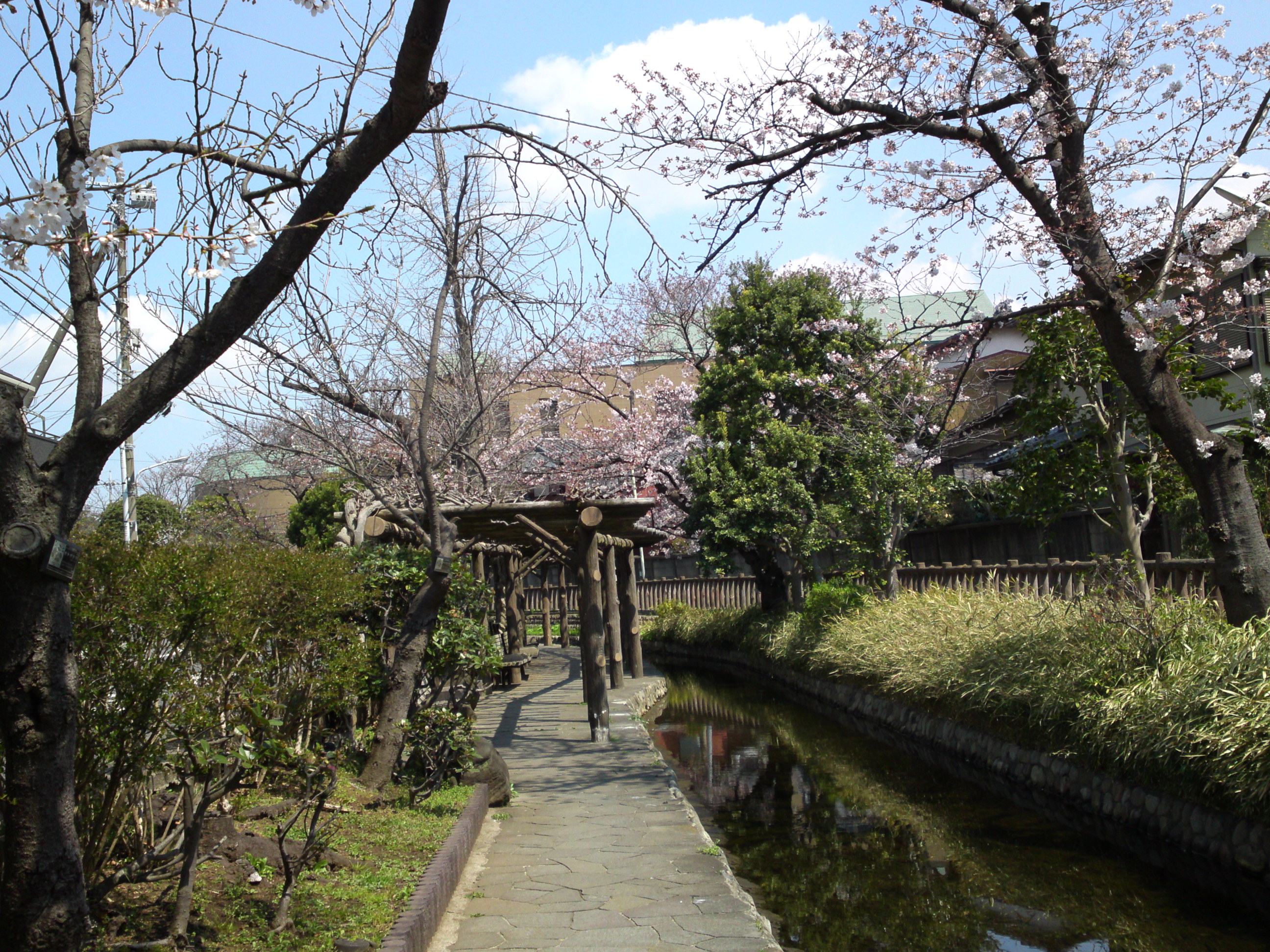 2017年春古川親水公園に咲く桜の花1
