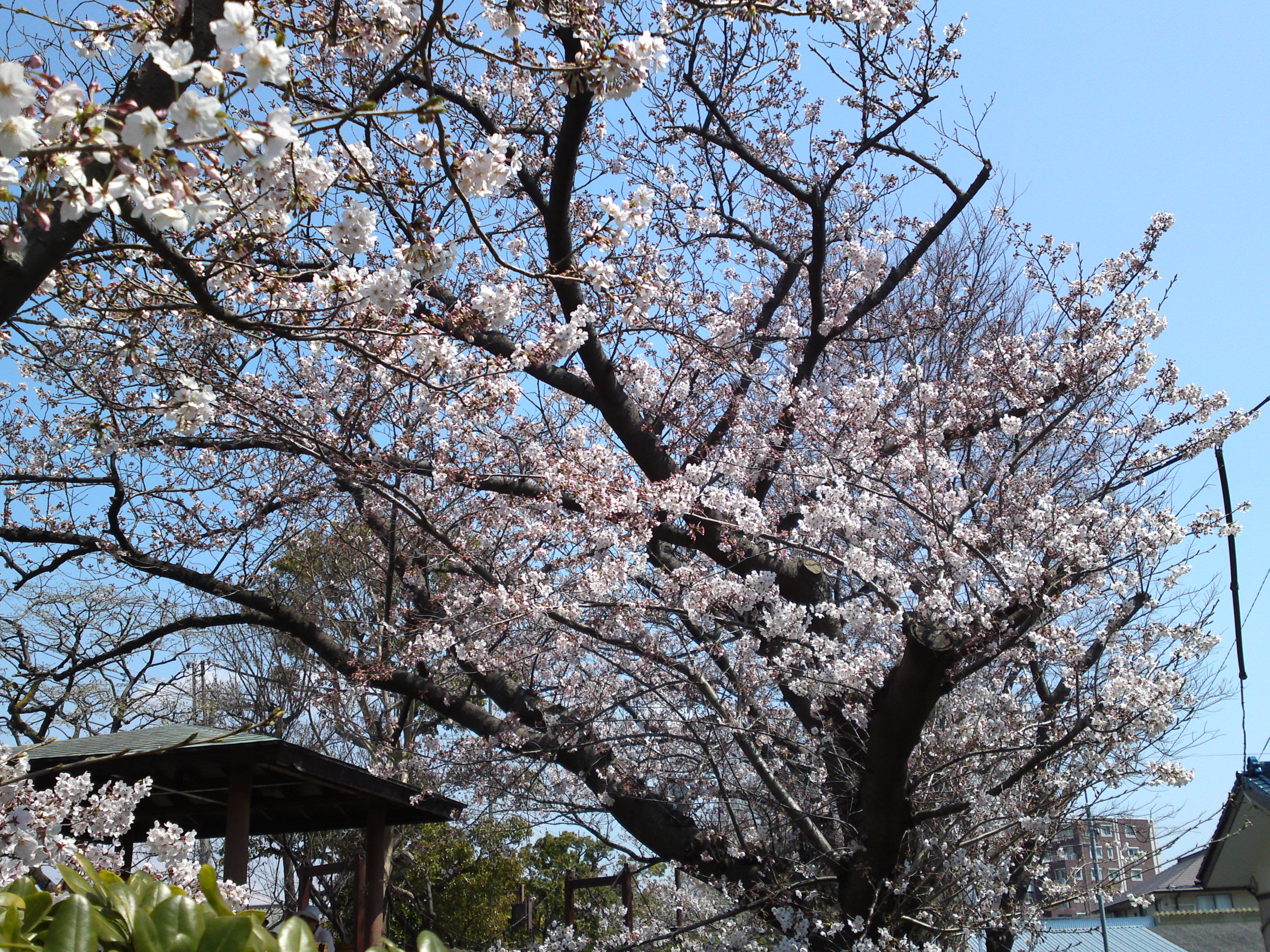 2017年春古川親水公園に咲く桜の花８