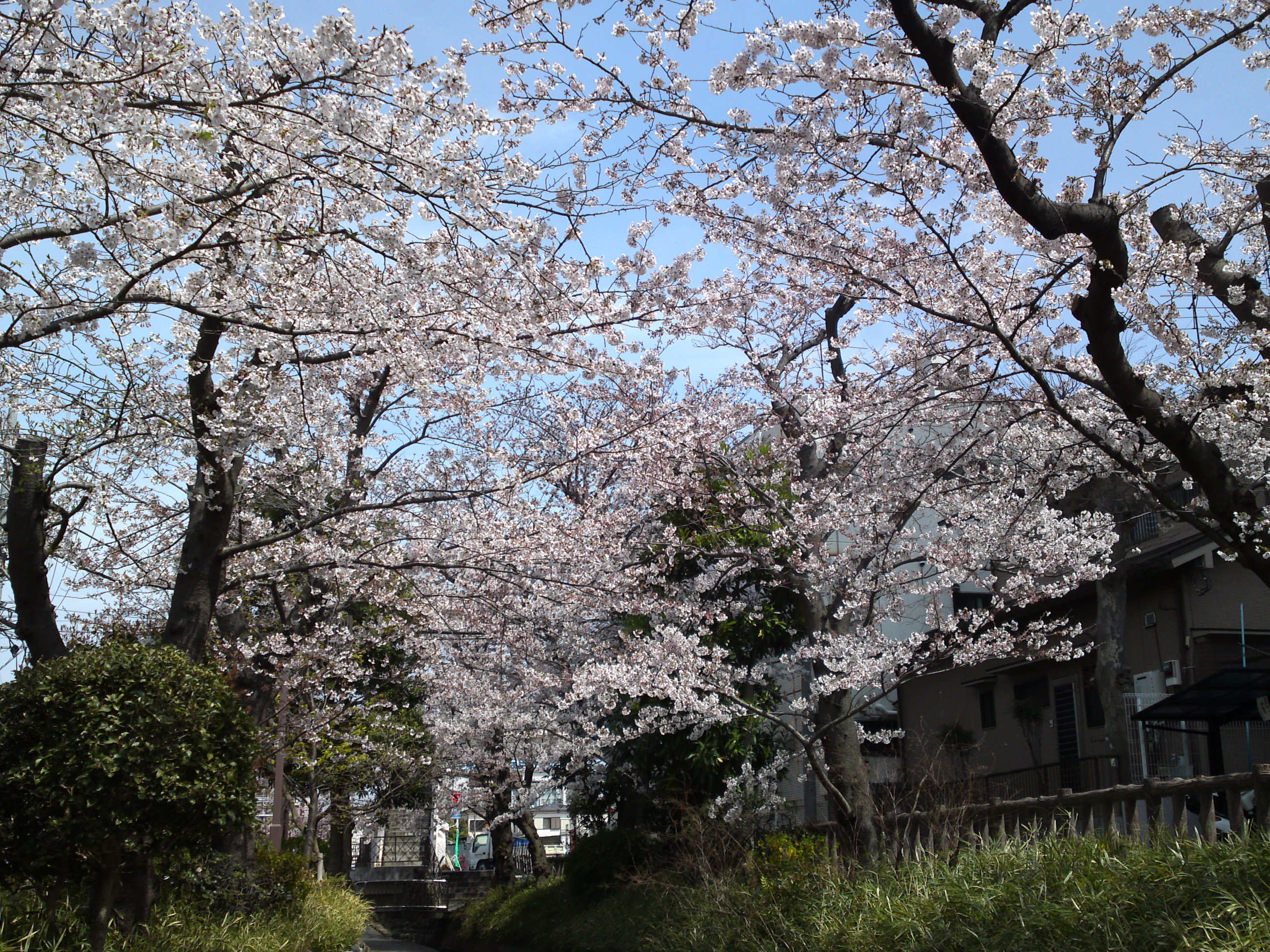 2017年春古川親水公園に咲く桜の花１０