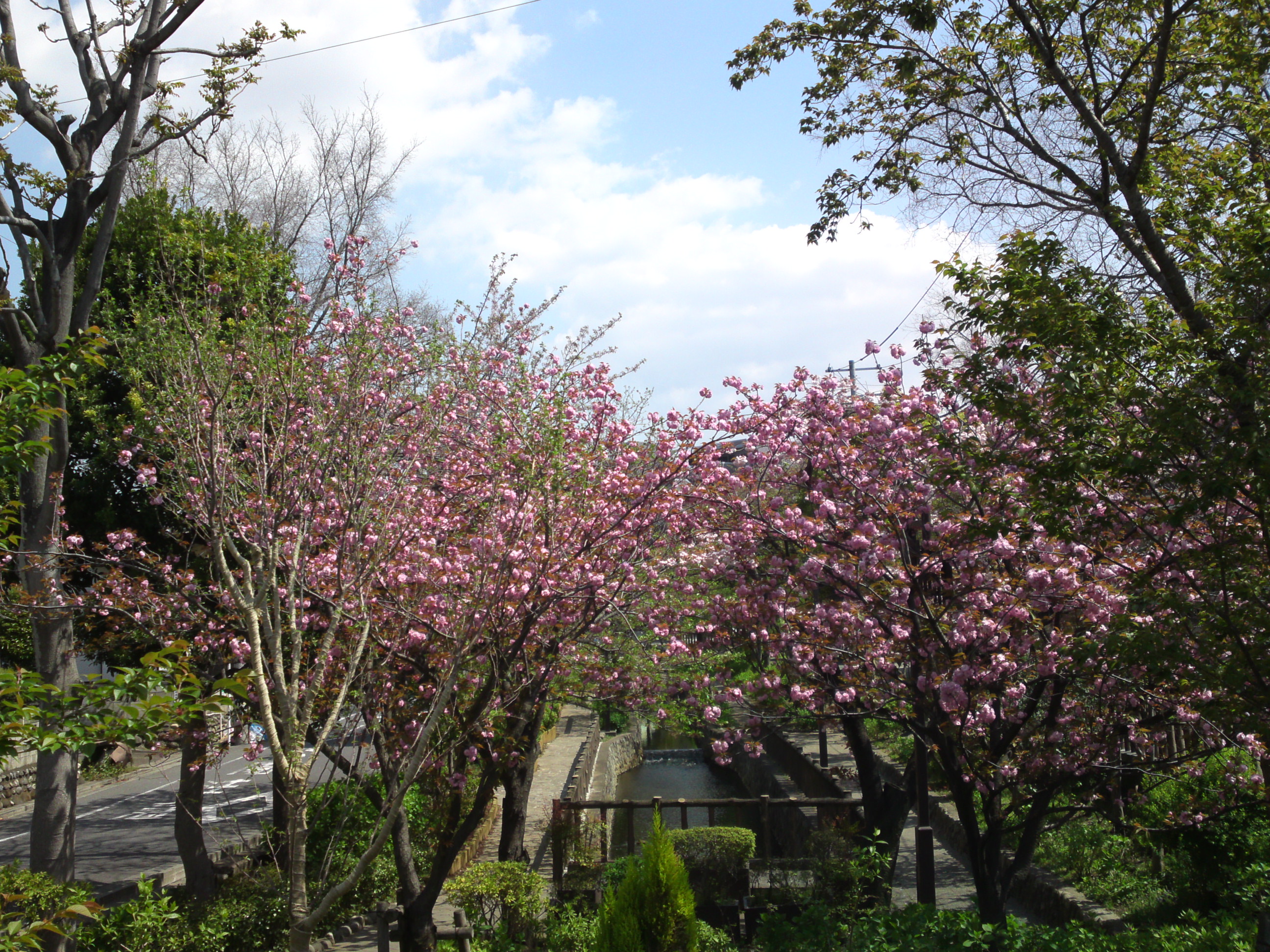 2017年春古川親水公園に咲く八重桜１