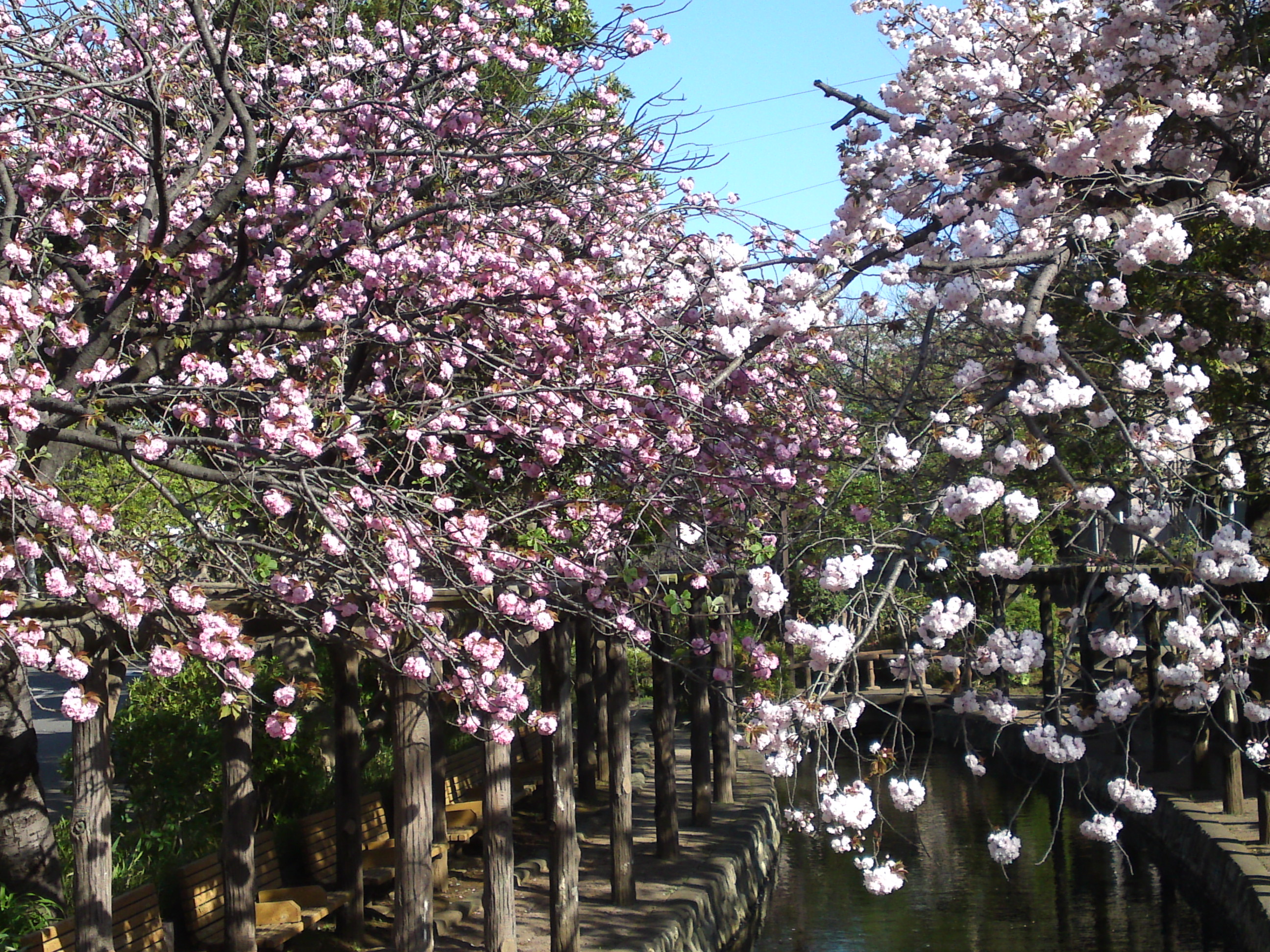 2017年春古川親水公園に咲く八重桜８