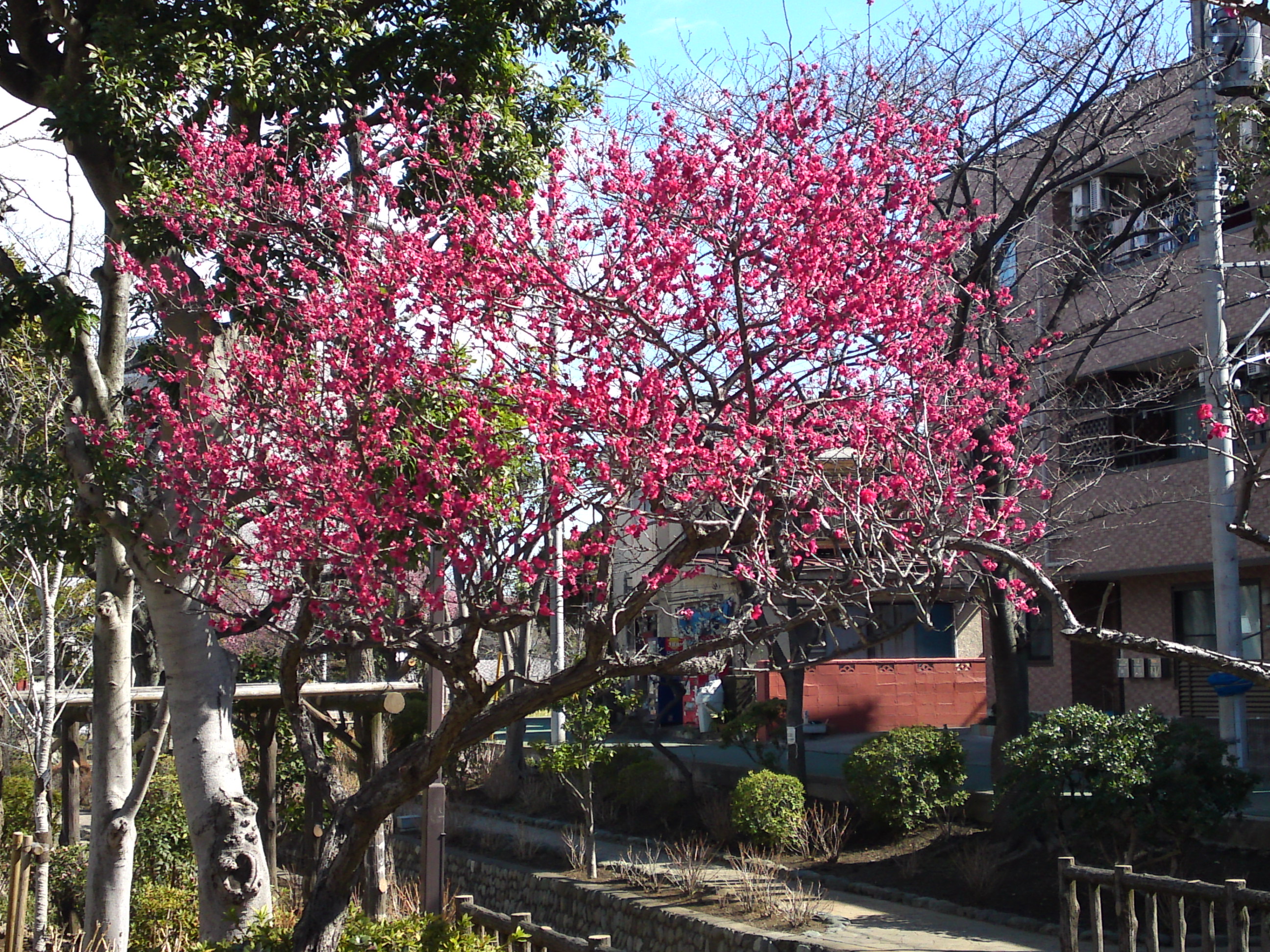 古川親水公園に咲く紅梅