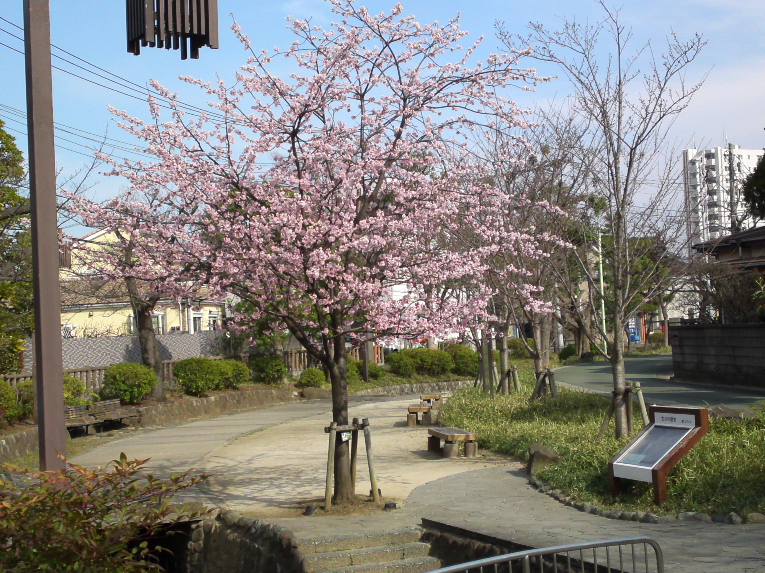 2017年春古川親水公園に咲く修善寺彼岸桜